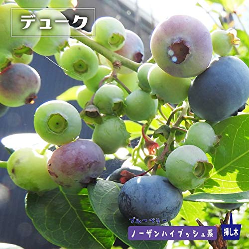 Amazon | ブルーベリー 苗 デューク ノーザンハイブッシュ系2年生苗